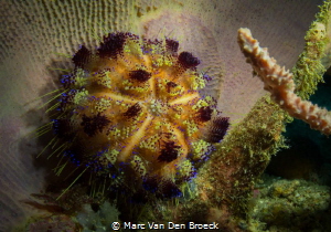 perfect colors by Marc Van Den Broeck 